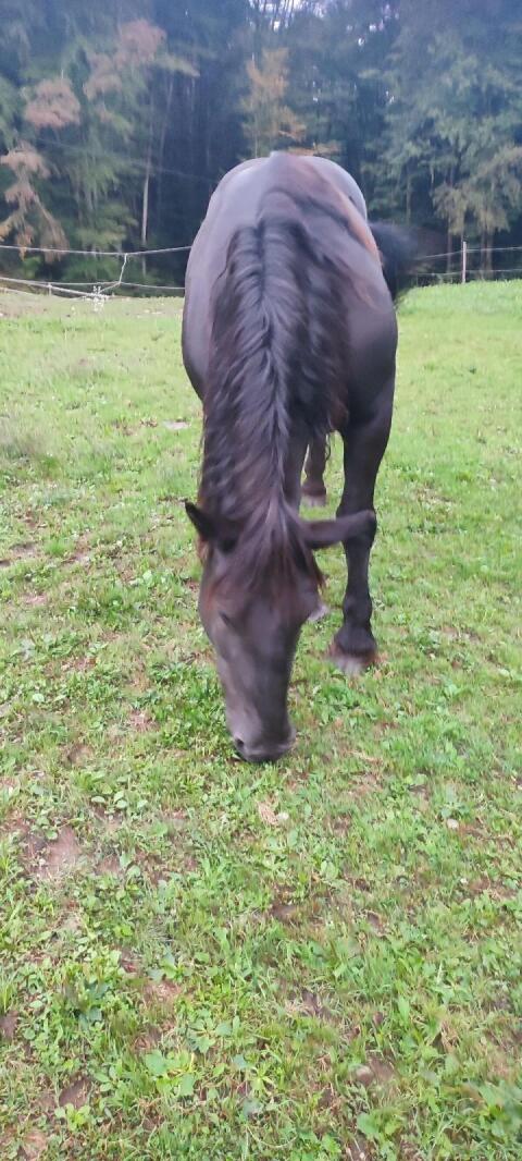 Gisella-Gisa Norika Stute