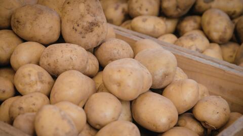 BIO Hermes Kartoffel 1 Nachbau sortiert