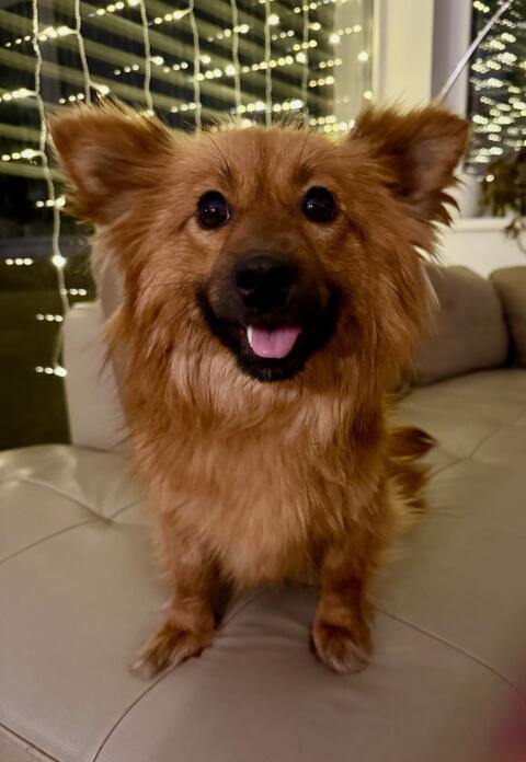 Kleine Hündin, 1,5 Jahre alt, sucht ein Körbchen