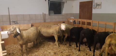 Reinrassiger Île-de-France-Widder