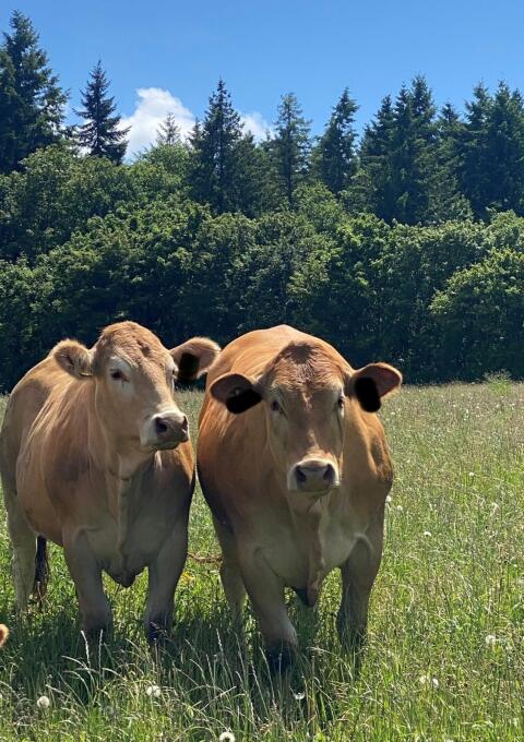 BIO-Jungrinder (weiblich) Limousin, Blonde d'Aquitaine