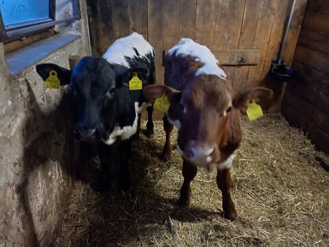 Bio Ochsen, enthornt