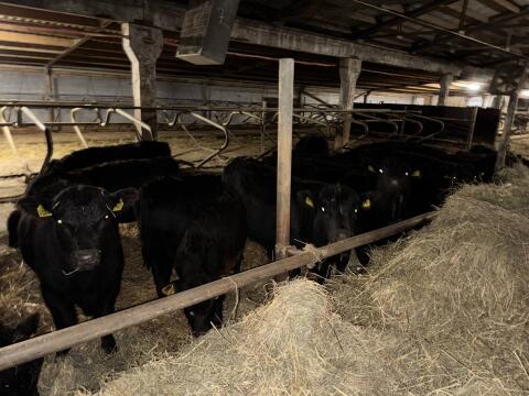 Angus Cross Cattle for Sale – Latvia