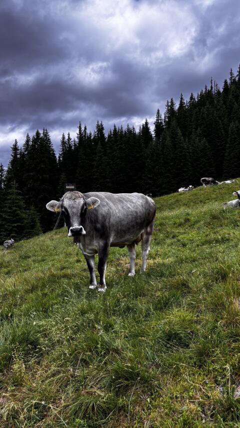 Tiroler Grauviehkuh Bio