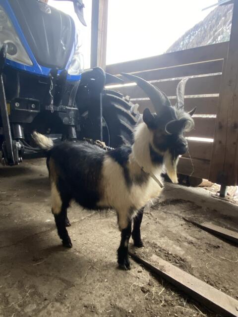 Passeirer Bock