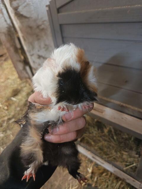 Meerschweinchen zu verschenken
