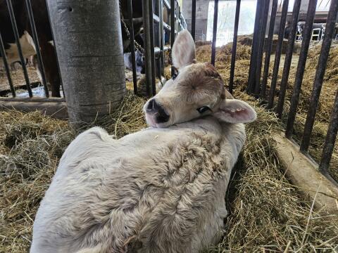 Tiroler Grauvieh Stierkalb