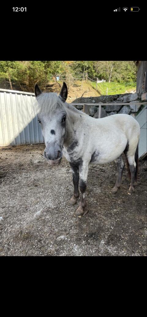 Pony-Wallach, geb. 4.3.2024, Stkm. 125 cm, Preis VHB