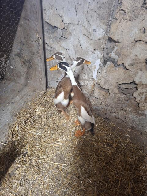 Suche rehfarbenen Laufentenerpel