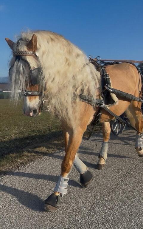 Verkaufe oder tausche Tiroler Prämienhengst liz Nostalgie