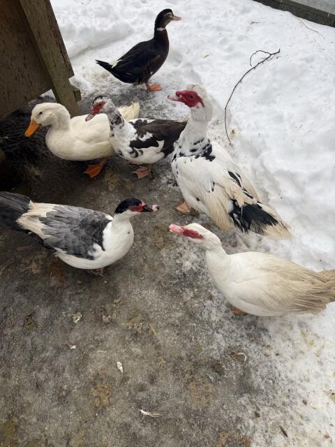 Warzenenten und Pekingenten