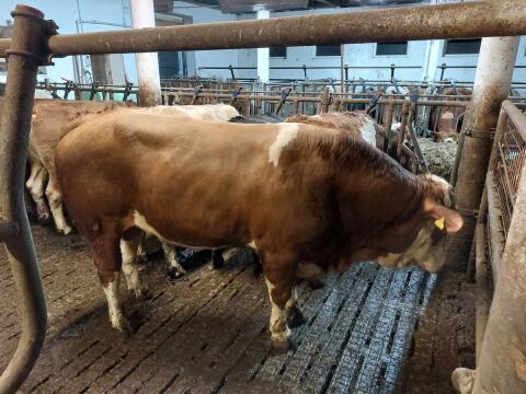 Fleckvieh Fleisch Stier genetisch hornlos