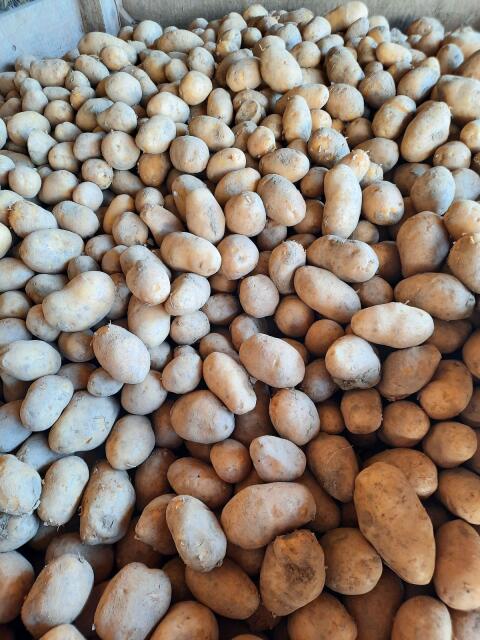 Speisekartoffel Valdivia