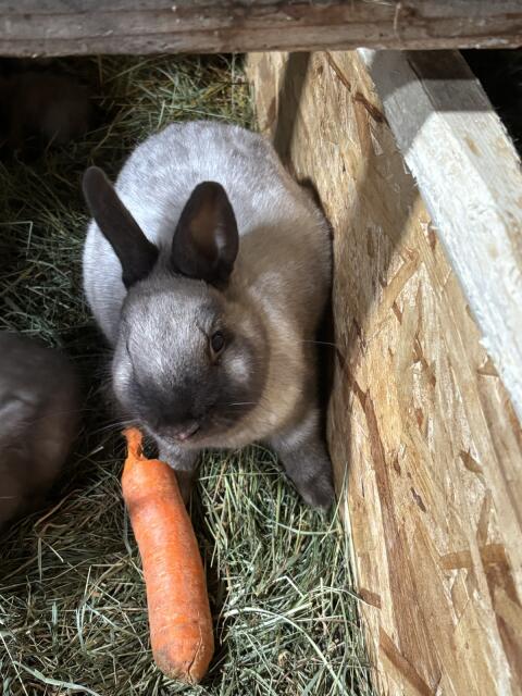 Vergebe Zwergkaninchen