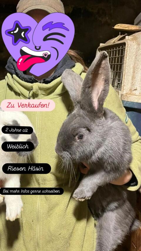 Zu verkaufen