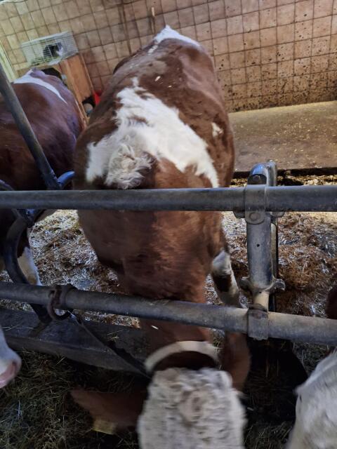 Verkaufe trächtige FV-Kalbin