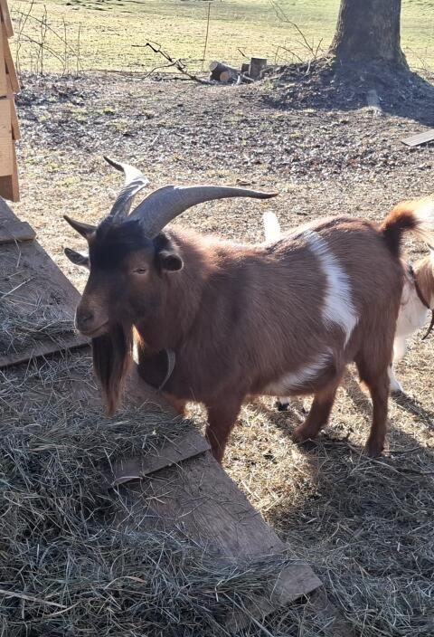 Kastrierter Ziegenbock 🐐