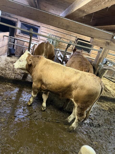 Fleckvieh-Sprungstier