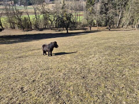 Einstellplatz im Offenstall