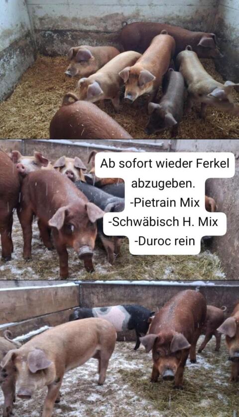 Ferkel