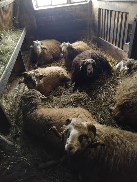 Montafoner Steinschaf Böcke