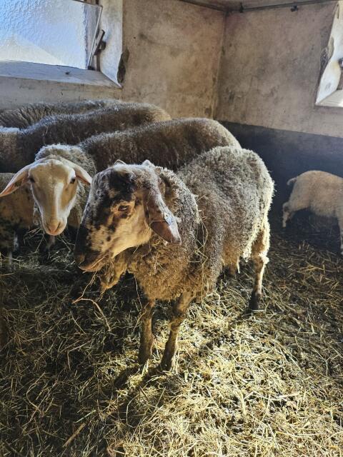 1 x Schafsbock 1 Jahr für Hobby oder Schlachtung