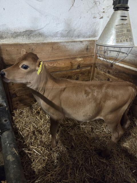 Verkaufe BIO Jersey Kuhkalb