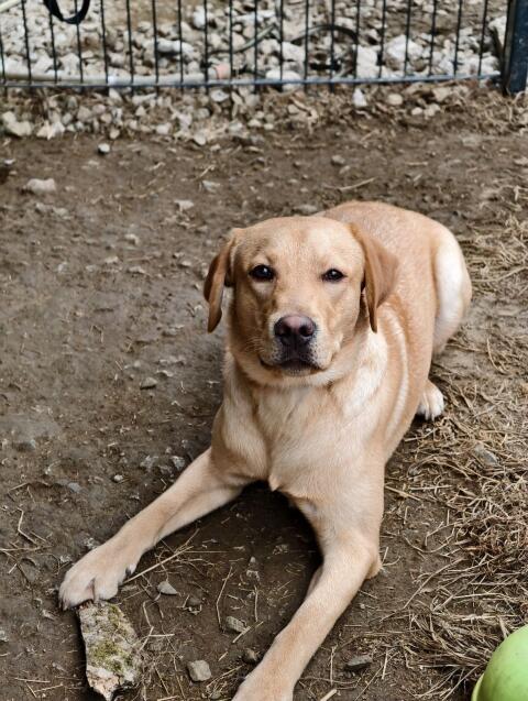 Labrador mit Ahnentafel