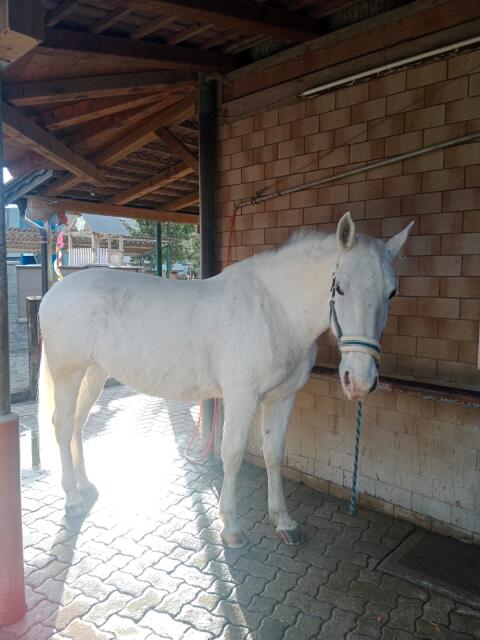 Lipizzaner Stute