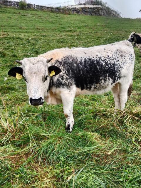 6 Pustertaler Sprinzen aus BIO-Haltung Herdebuch A