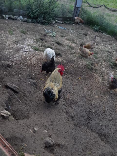 Hahn mit Sulmtalerhenne