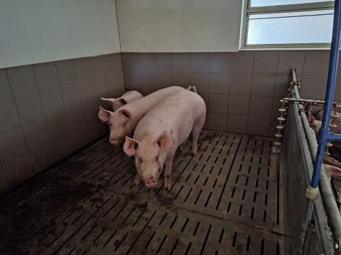 Verkaufe trächtige Jungsauen