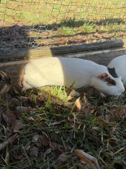 3 Meerschweinchen-Böckchen zu verkaufen