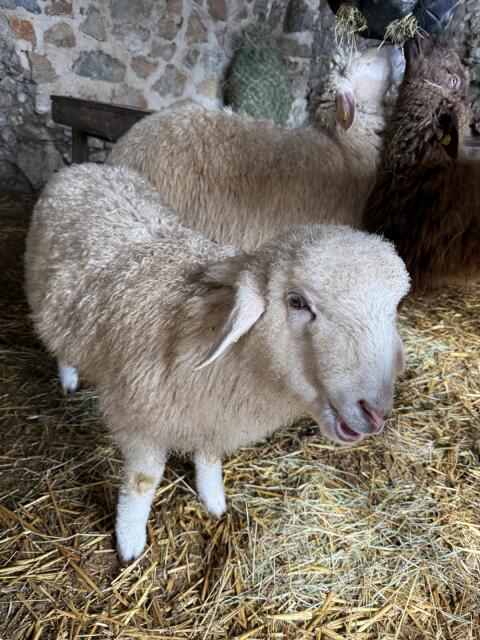 Kleine homogene Schafherde