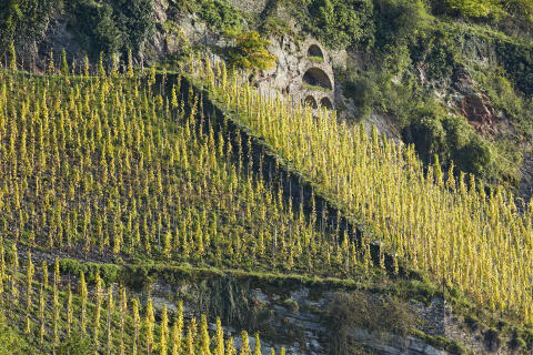 Praktikant/-in für Weinbau an der Mosel