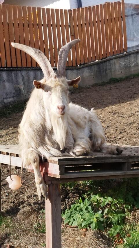 Ziegenbock, Mutter Passaierer, Vater Saane
