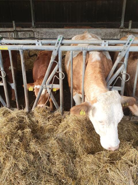 Verkaufe Fleckvieh Kuh