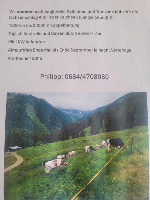 Suche Galtvieh