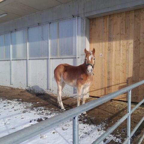 Haflinger Fohlen