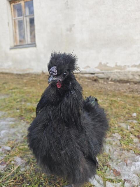 Zahme, wunderschöne Seidenhuhn-Hähne
