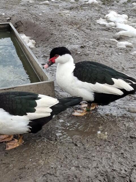 Warzenenten Herzschecken