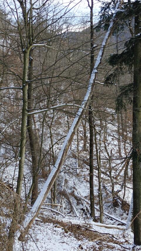 Hackgut-Brennholz ca. 100 RM zu verschenken