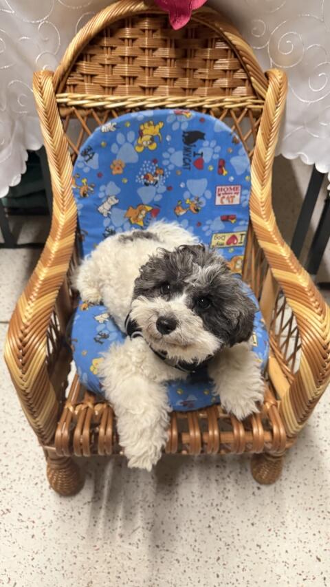 Bichonpoo (Bichon Frise mit Zwergpudel)