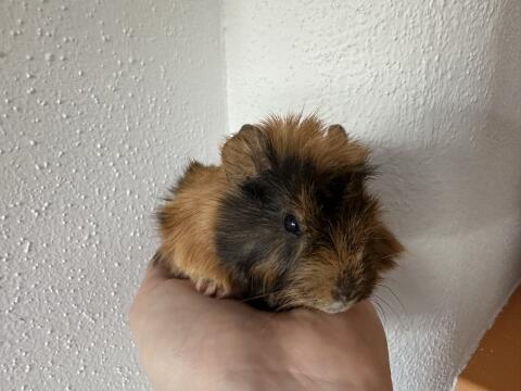 Meerschweinchen