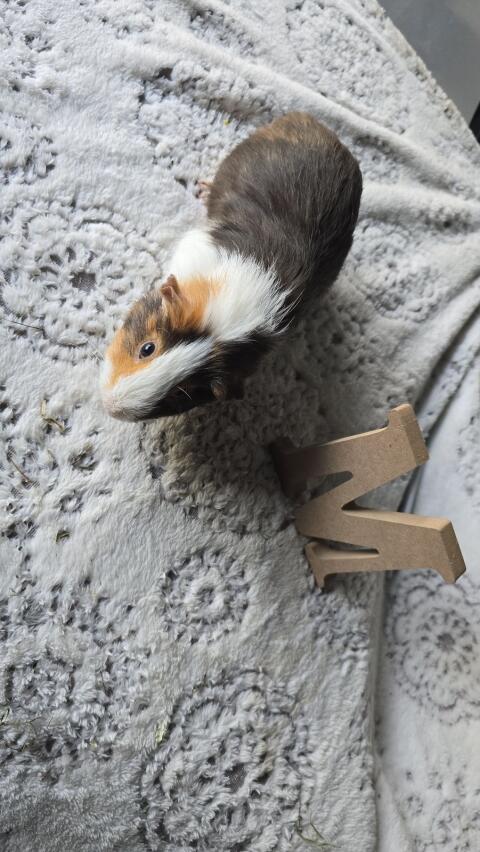 Meerschweinchen männlich, 7 Monate alt