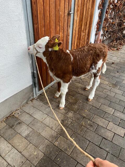 Verkaufe Zuchtkalb