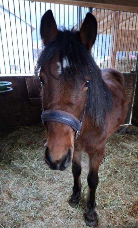 Pony Wallach