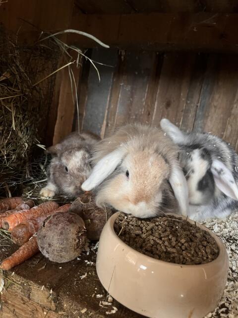 Zwergwidder, Zwerghase, Kaninchen, Rammler, Häsin