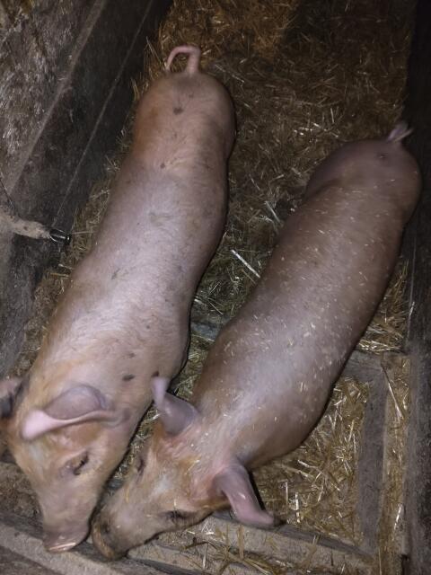 Ferkel - Duroc x Pietrain