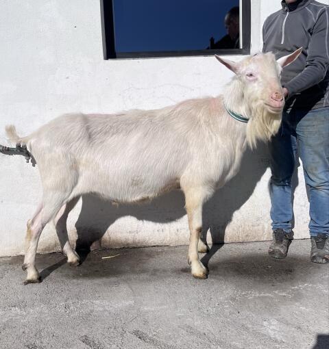 Saanenziegenbock Ia gekört